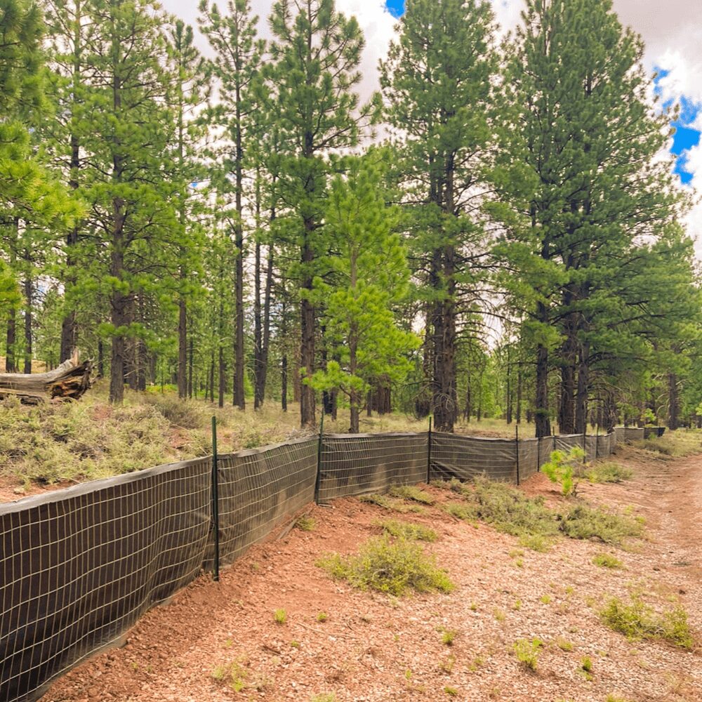 A row of tall pine trees stands along a black mesh fence in a forest. The ground is reddish-brown with sparse green shrubs, under a partly cloudy sky.