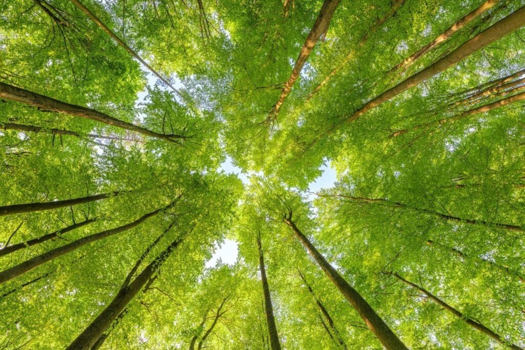 View upward into a lush forest canopy with sunlight filtering through vibrant leaves