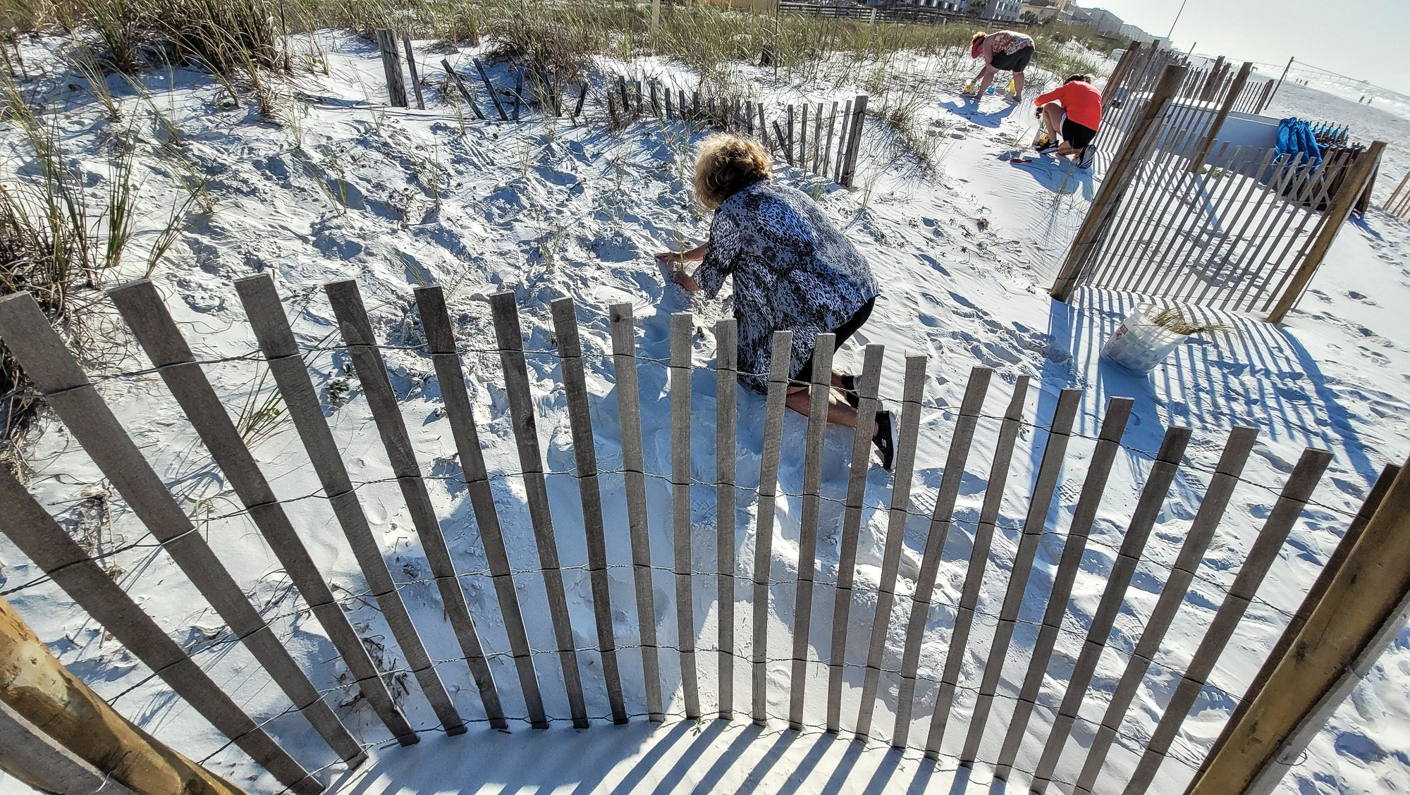 Local volunteers as people at the beach planting sea oats in sand in erosion control.